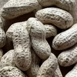 对花生过敏？美研究揭：反而应该从小就吃