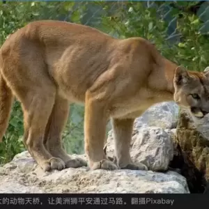 洛杉矶建全球最大“动物天桥” 只为美洲狮过马路
