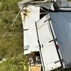 美国载有感染性传播疾病猴子的卡车翻车,1猴子失踪