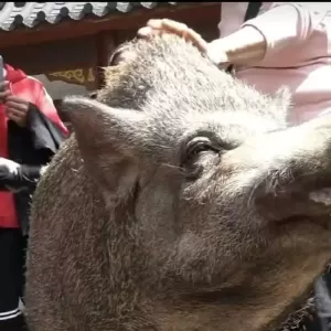 广东“温柔野猪”暴红 爱吃苹果、通人性 还会点头鞠躬
