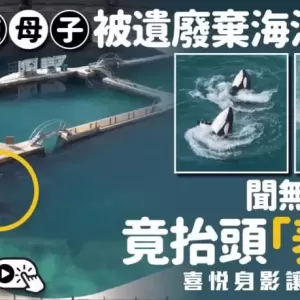 法国杀人鲸母子被困废弃乐园   向无人机“表演”千万网民心酸
