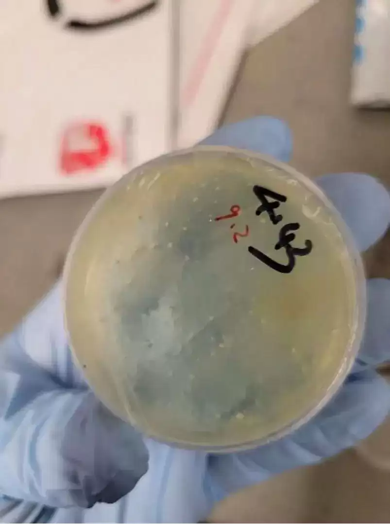 中国博士生在美被指走私生物材料 当局另加控3学者