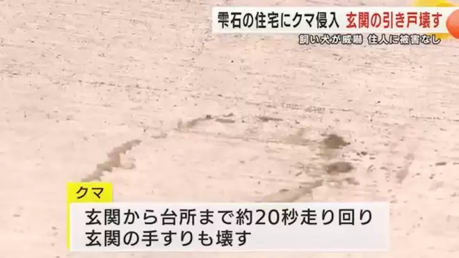 日本本州最严重熊害 半个月夺4命胃内留大量人肉