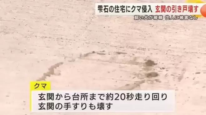 日本本州最严重熊害 半个月夺4命胃内留大量人肉