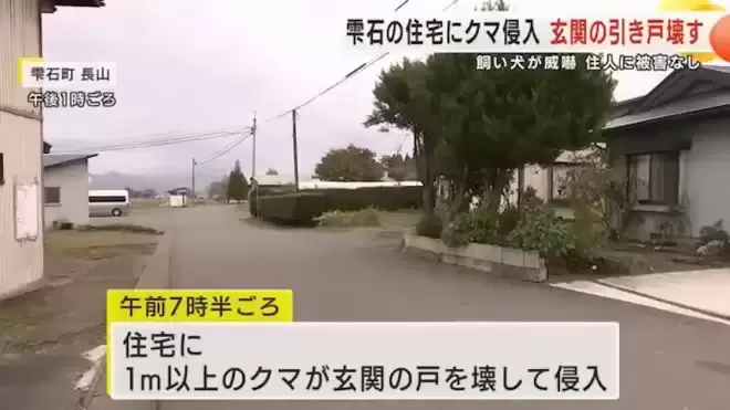 日本本州最严重熊害 半个月夺4命胃内留大量人肉