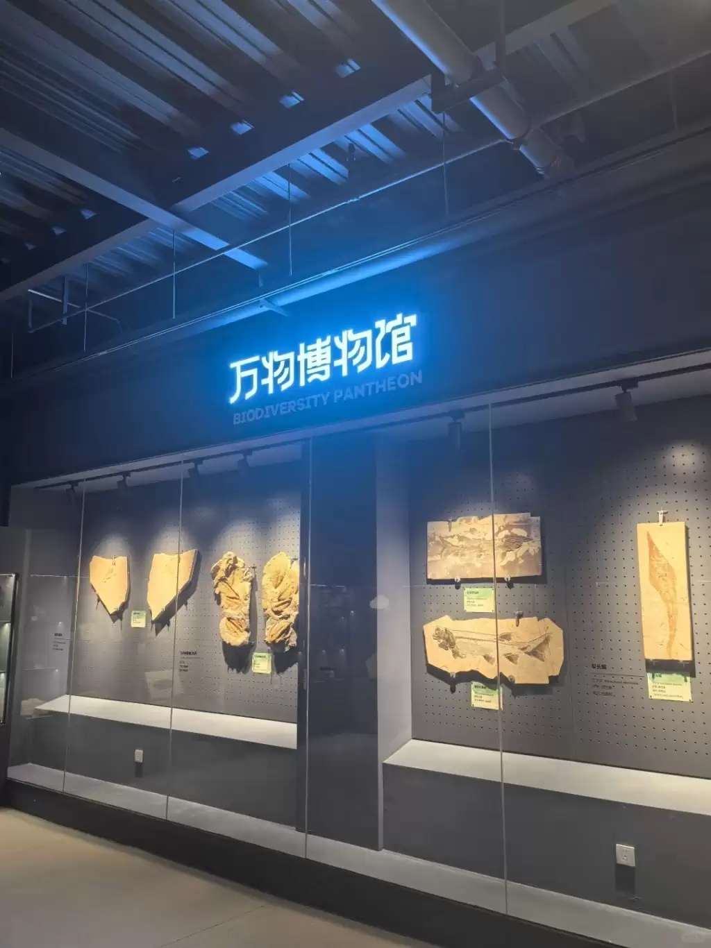 北京博物馆推“蟑螂粉咖啡”  焦香微酸日卖数十杯