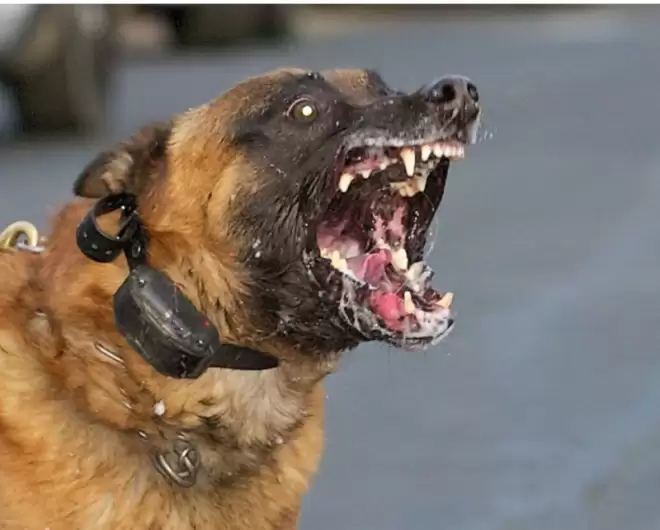 身边的疯狗离人越来越近! 中国狂犬病现大幅反弹