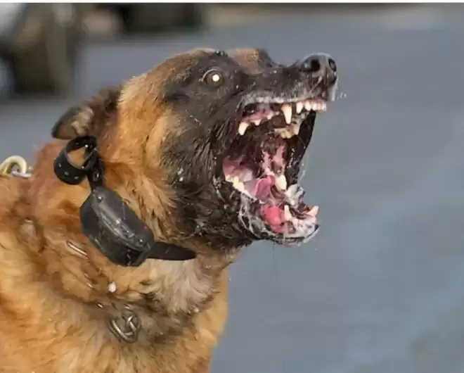 身边的疯狗离人越来越近! 中国狂犬病现大幅反弹