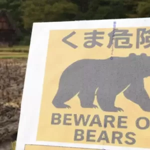 日本熊害：熊今冬恐不睡了 猎人捕获惊见“无脂肪熊”