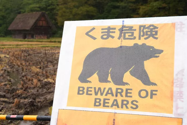 日本熊害：熊今冬恐不睡了 猎人捕获惊见“无脂肪熊”