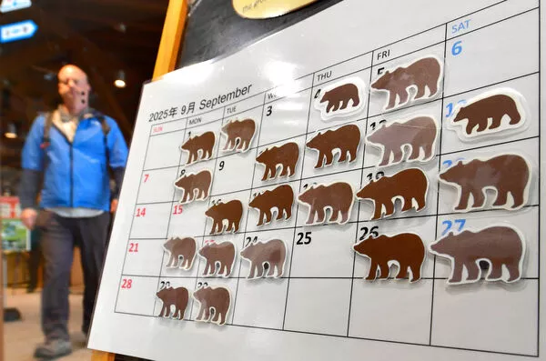 日本熊害：熊今冬恐不睡了 猎人捕获惊见“无脂肪熊”