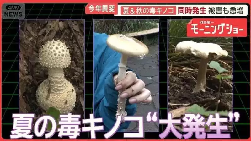 大爷采蘑菇 拍照后AI说无毒 可吃!半小时后惨了…