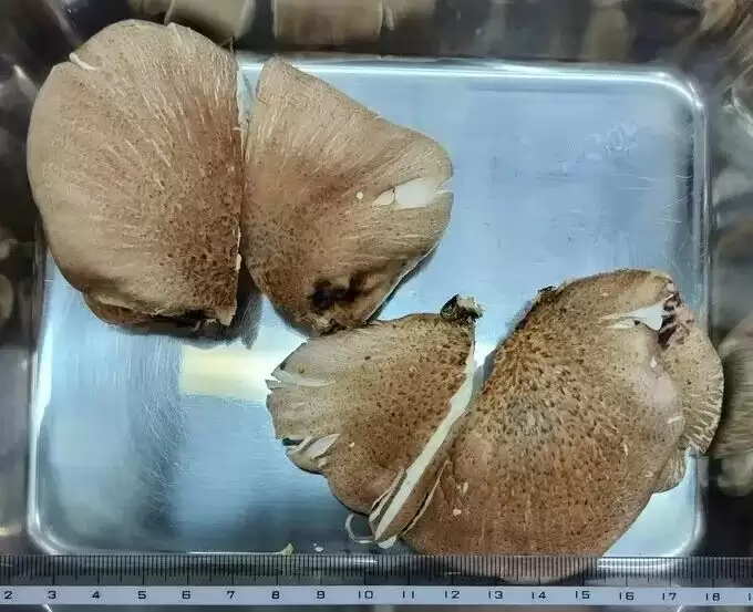 大爷采蘑菇 拍照后AI说无毒 可吃!半小时后惨了…