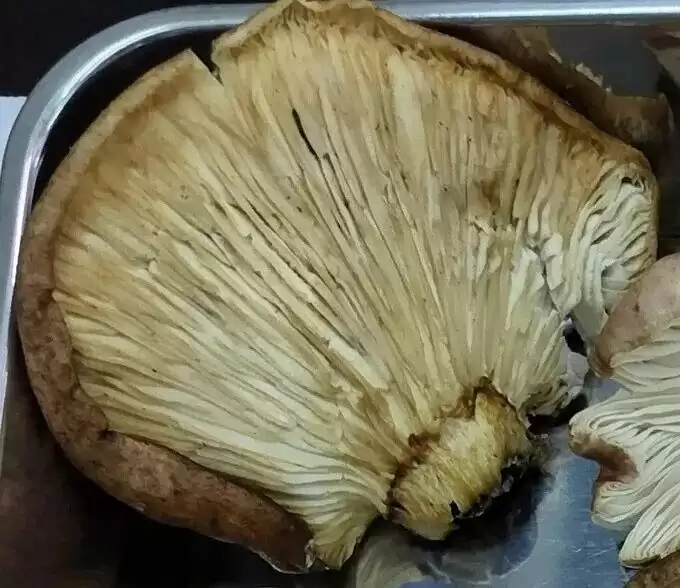 大爷采蘑菇 拍照后AI说无毒 可吃!半小时后惨了…