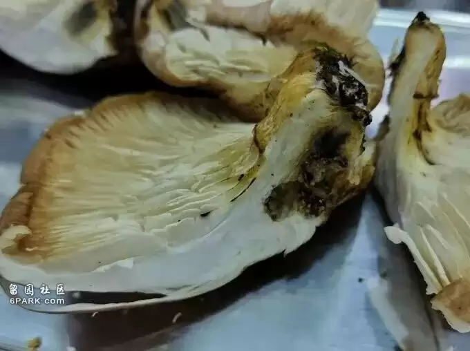 大爷采蘑菇 拍照后AI说无毒 可吃!半小时后惨了…