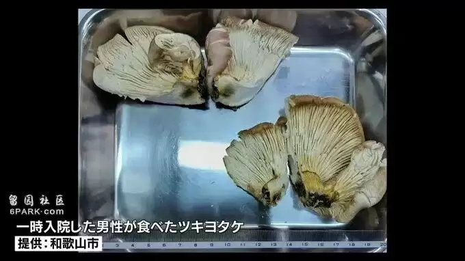 大爷采蘑菇 拍照后AI说无毒 可吃!半小时后惨了…