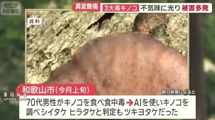 大爷采蘑菇 拍照后AI说无毒 可吃!半小时后惨了…