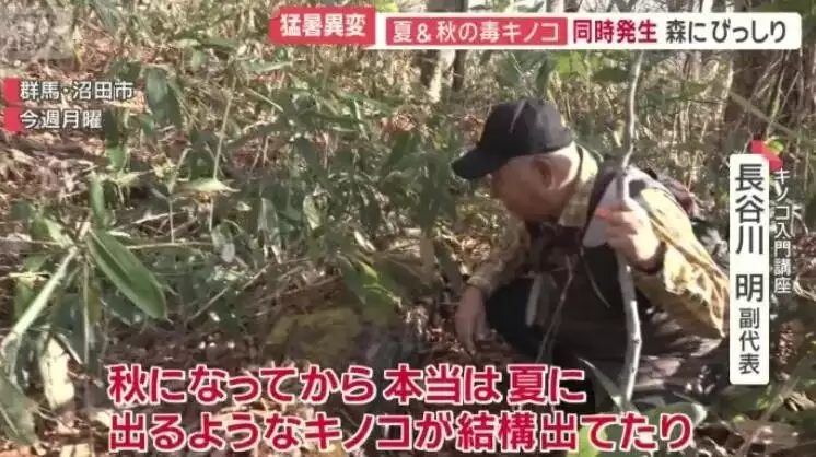 大爷采蘑菇 拍照后AI说无毒 可吃!半小时后惨了…