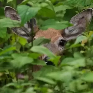 “僵尸鹿”出现在卑诗省  当局发出警告