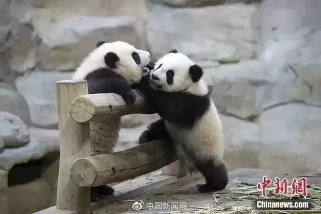 旅法大熊猫“欢欢”“圆仔”启程回国，提前结束租期