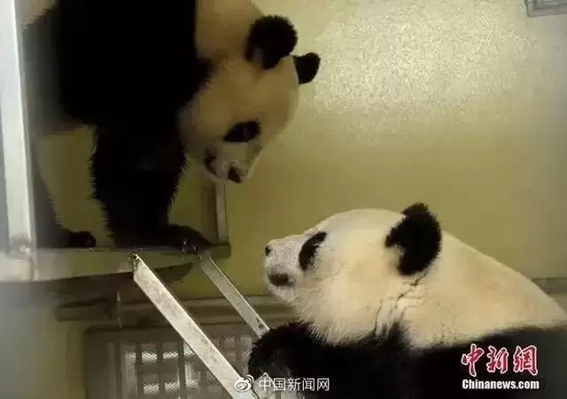 旅法大熊猫“欢欢”“圆仔”启程回国，提前结束租期