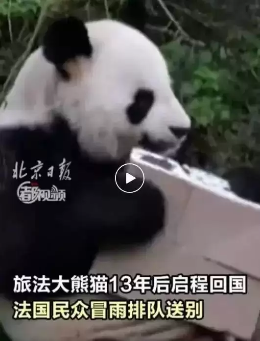 旅法大熊猫“欢欢”“圆仔”启程回国，提前结束租期
