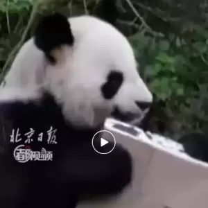 旅法大熊猫“欢欢”“圆仔”启程回国，提前结束租期