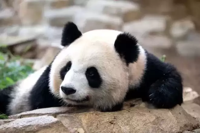 访华结束前把熊猫弄到手 马克龙:此行只有一个遗憾