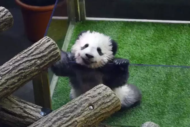 访华结束前把熊猫弄到手 马克龙:此行只有一个遗憾