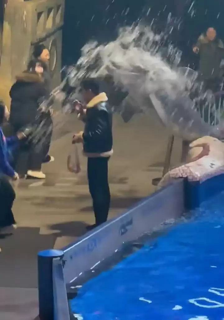 缺德男吸烟︱网传大连海洋馆白鲸喷水淋头   网民大赞： 灭火鲸︱有片
