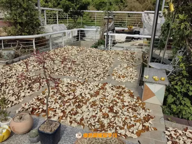 说说我的母亲：78年考上重本，培养清华儿子，现在生活能有多精致