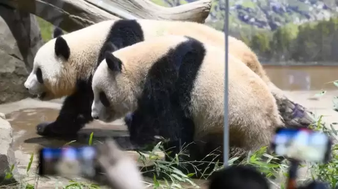 最后两只旅日熊猫下月返华，日本或不再有大熊猫