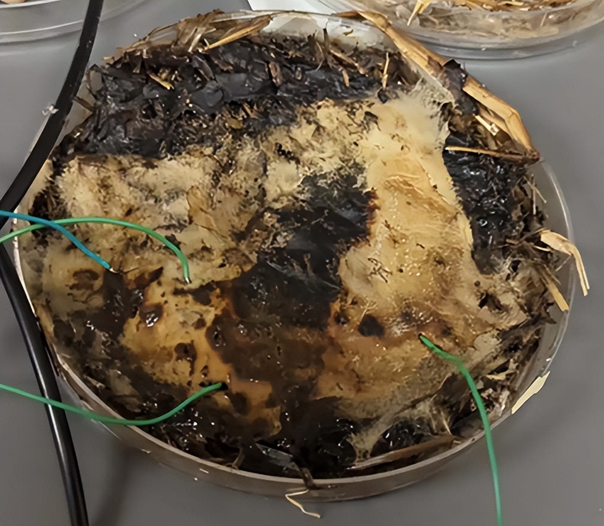 科学家用蘑菇造出新内存 且无需充电