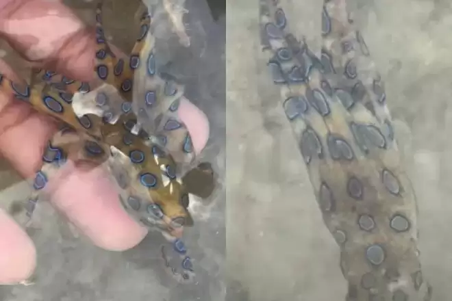 他徒手抓起“蓝色小章鱼”！竟是剧毒 可杀26人 网友惊：还活着吗