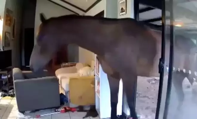 家里一片狼藉像进了贼 原来是狗打开门 呼朋唤友开派对…