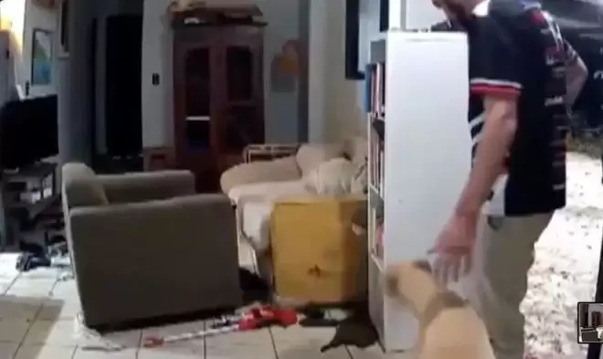 家里一片狼藉像进了贼 原来是狗打开门 呼朋唤友开派对…