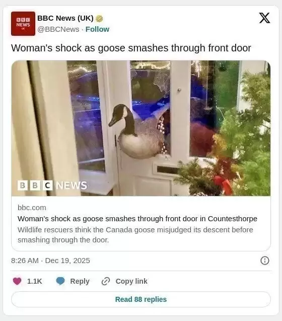 加拿大鹅漂洋过海到英国，撞破民宅玻璃门 吓坏女屋主