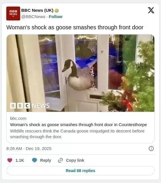 加拿大鹅漂洋过海到英国，撞破民宅玻璃门 吓坏女屋主