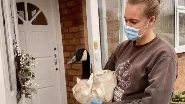 加拿大鹅漂洋过海到英国，撞破民宅玻璃门 吓坏女屋主