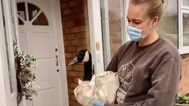 加拿大鹅漂洋过海到英国，撞破民宅玻璃门 吓坏女屋主
