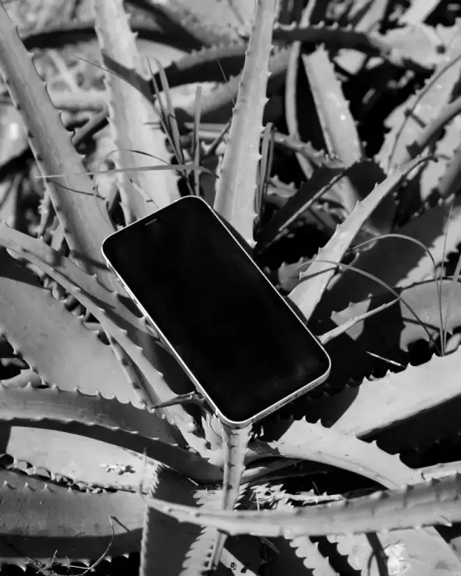 纽约时报：特朗普的“TikTok拯救计划”令人担忧