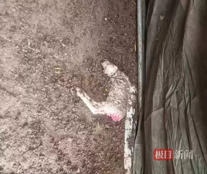 村民称家中120只羊被毒死，投毒者是父亲好友