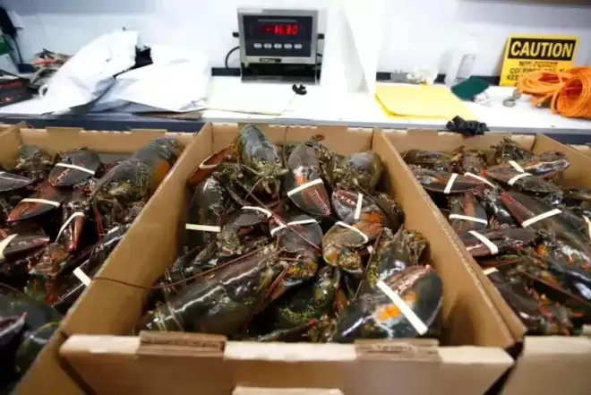 美国Costco 40万美元活龙虾遭盗！FBI出手了