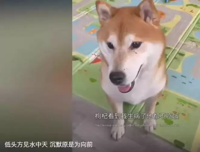 郑爽在美国越混越差！打官司诉讼费都掏不起