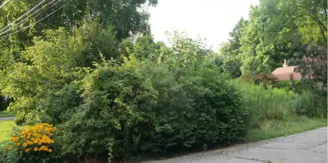 大多伦多房主"不剪草"被邻居投诉, 市政府出手! 结果他一告竟赢了