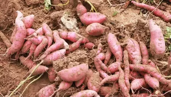 肛门塞17cm番薯｜61岁翁剧痛难忍  搅碎、红酒开瓶器无效取出  终需开刀