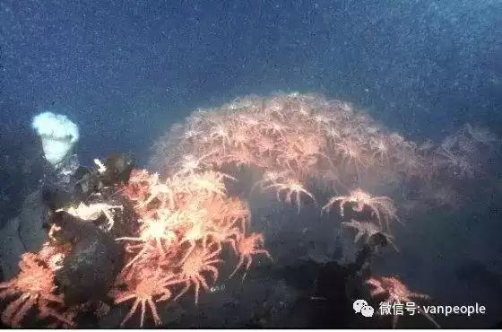 原来加拿大有这么多好吃的都是世界顶级品质，可以吹NB了！