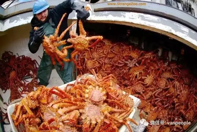 原来加拿大有这么多好吃的都是世界顶级品质，可以吹NB了！