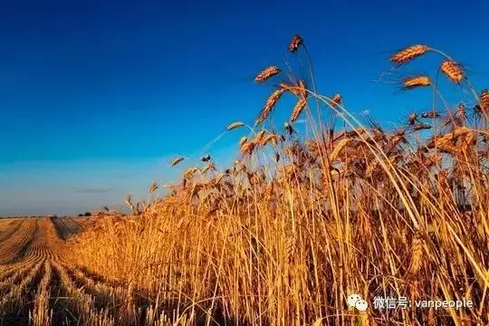 原来加拿大有这么多好吃的都是世界顶级品质，可以吹NB了！