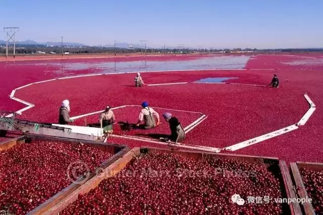 原来加拿大有这么多好吃的都是世界顶级品质，可以吹NB了！